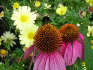 Echinacea