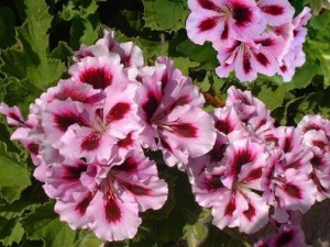 Pelargonium Regal Geranium Martha Washington Geranium