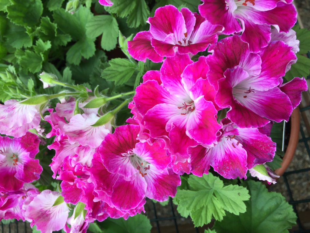 Regal Geranium - Martha Washington