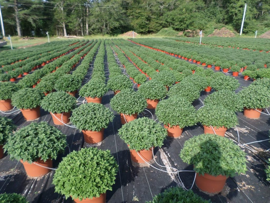 Crystal Lake Garden Shop