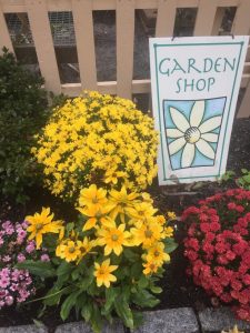 Mums and Rudbeckia