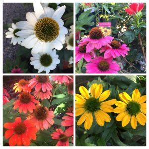 Coneflower Collage - aka Rudbeckia