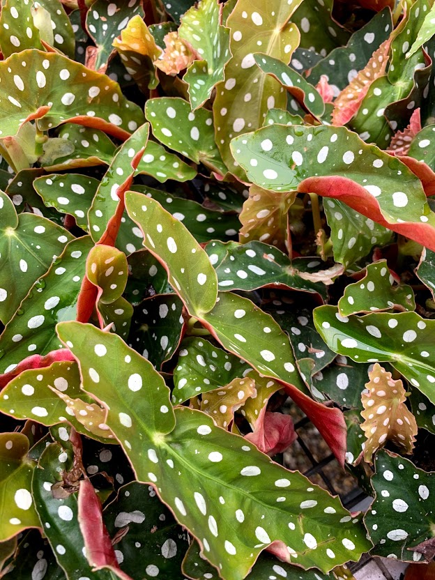 Crystal Lake Garden Shop