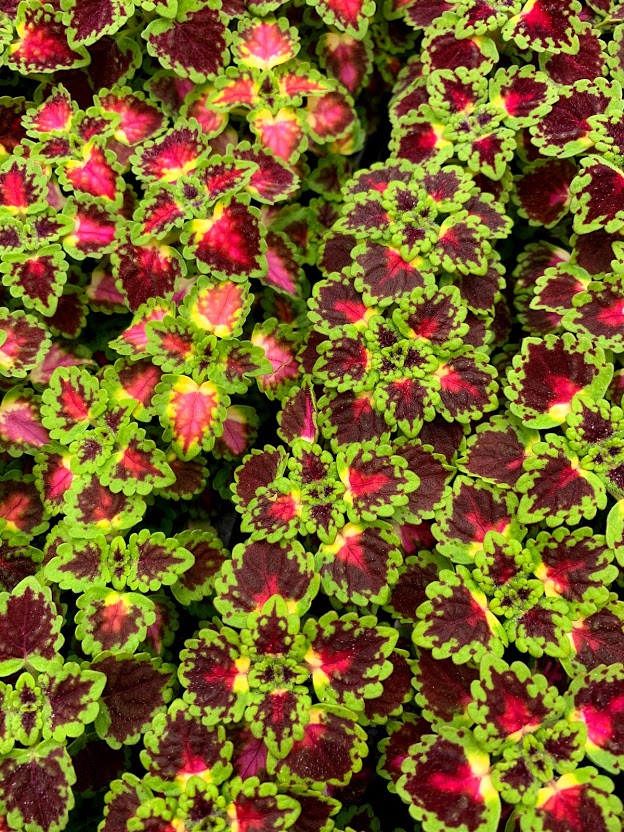 Itty-Bitty Coleus!