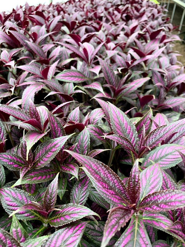 persian shield