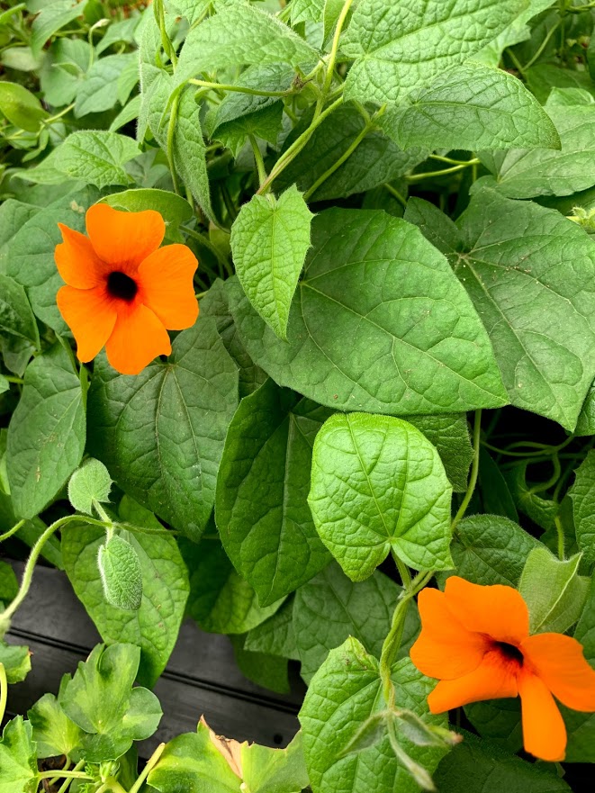thunbergia