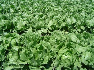 iceberg lettuce