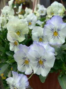 pretty pansy 